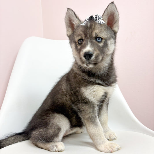 Bianca- Female Siberian Husky