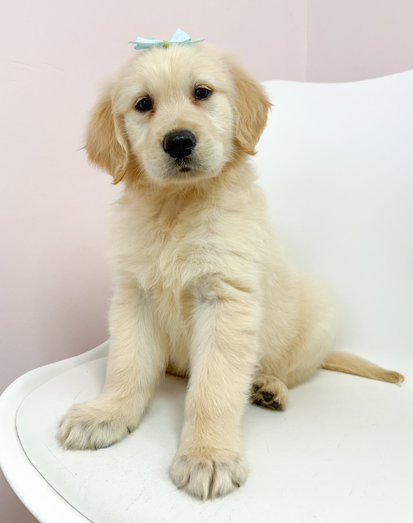 Darcy-Female Golden Retriever