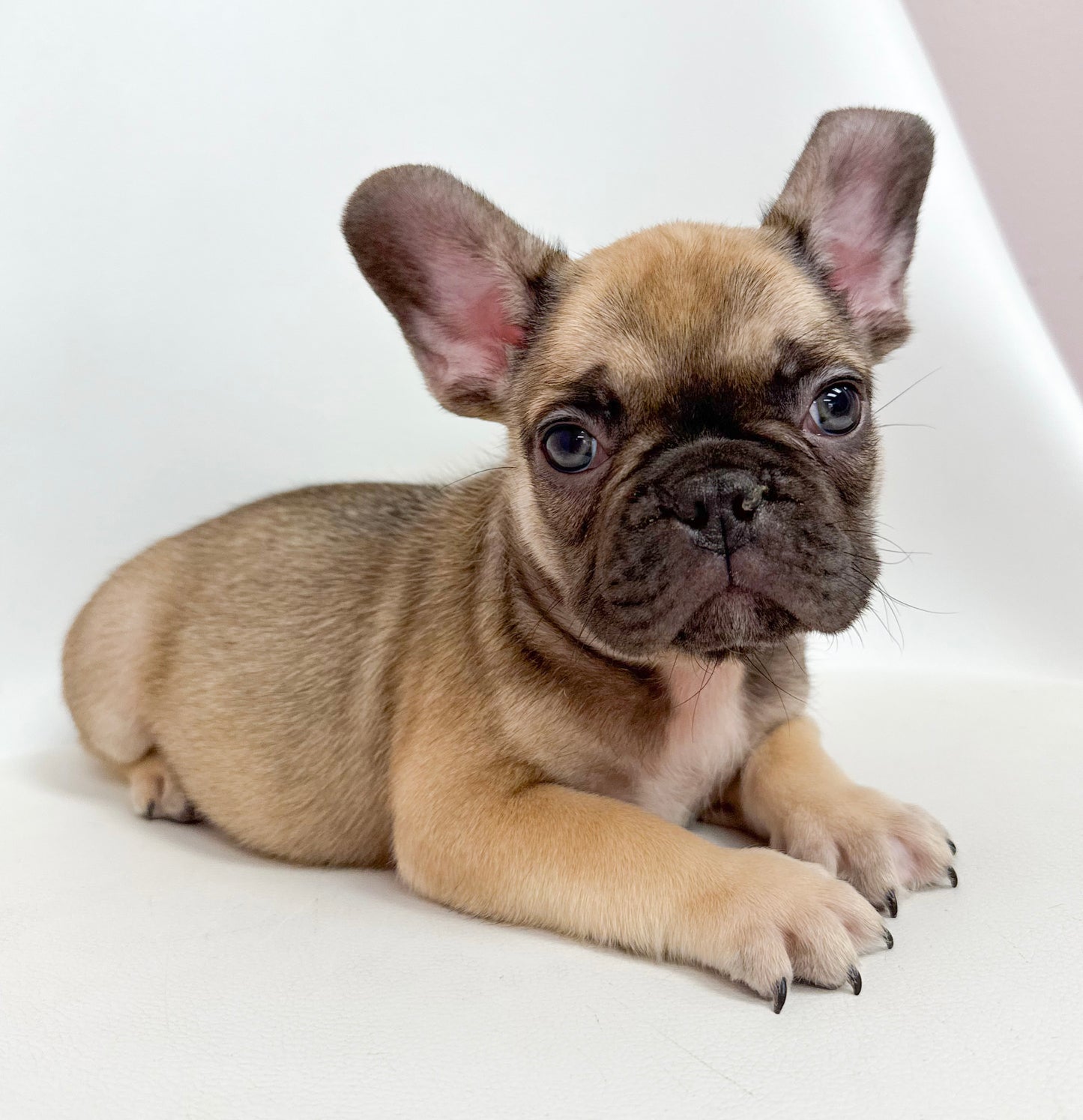 Gaston- Male French Bulldog