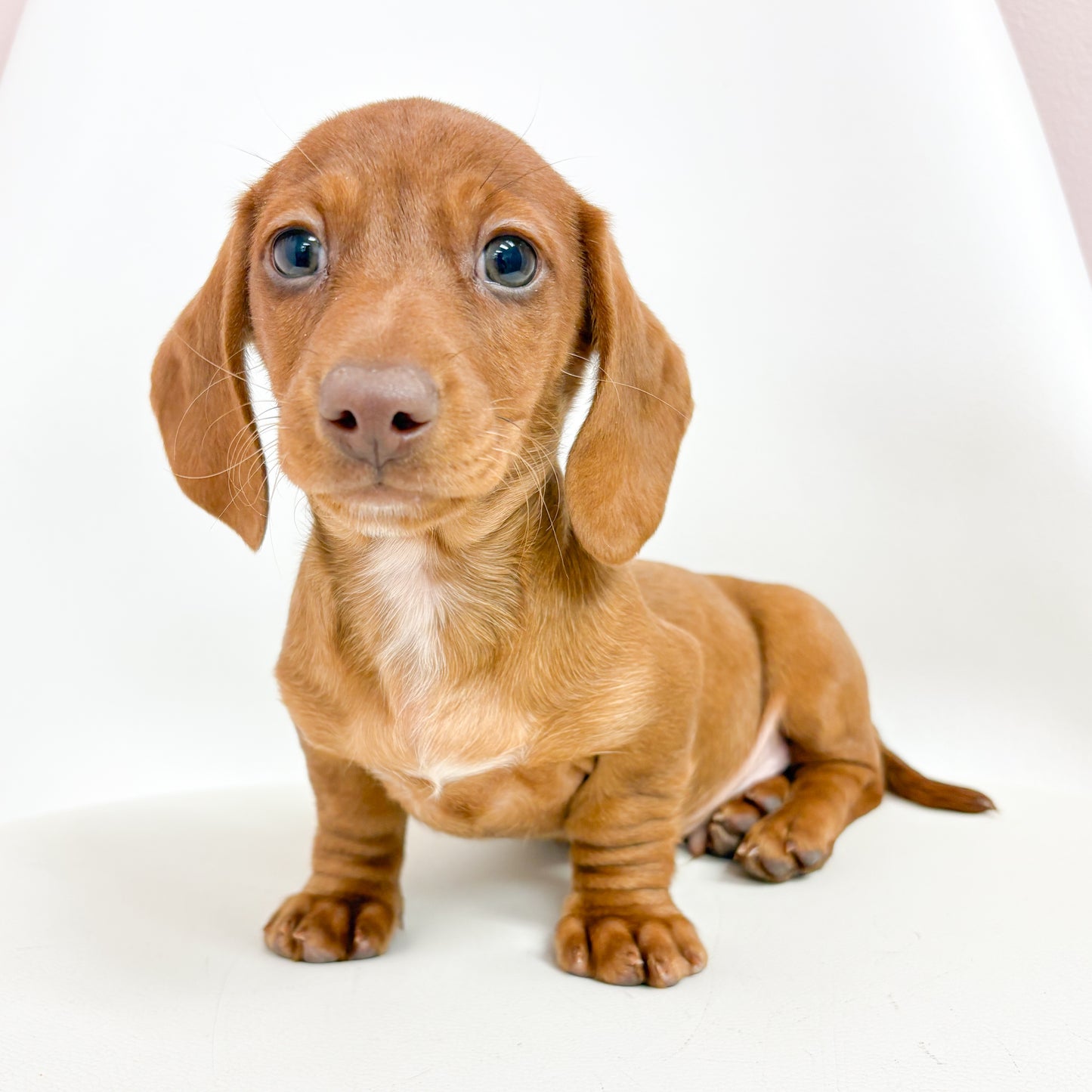Smooch - Male Mini Dachshund