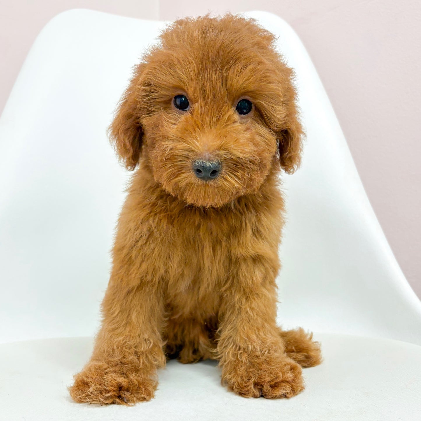Clint- Male Goldendoodle