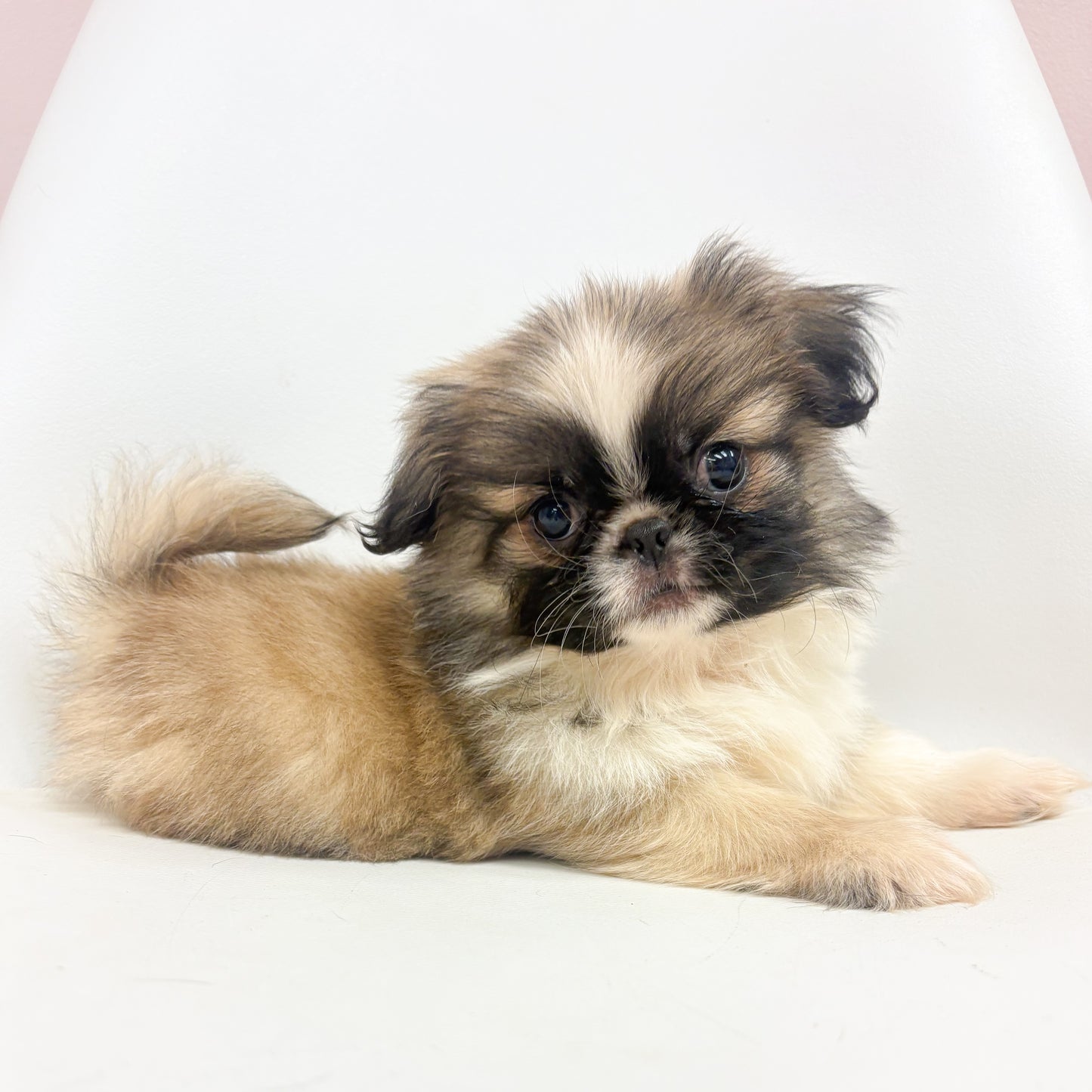 Gizmo-Male Pekingese