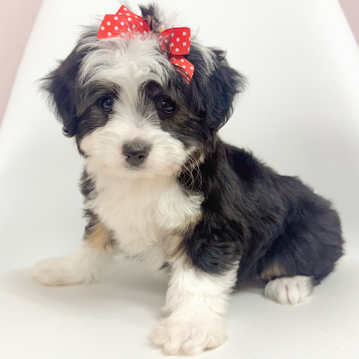 Annabelle- Female Aussiechon