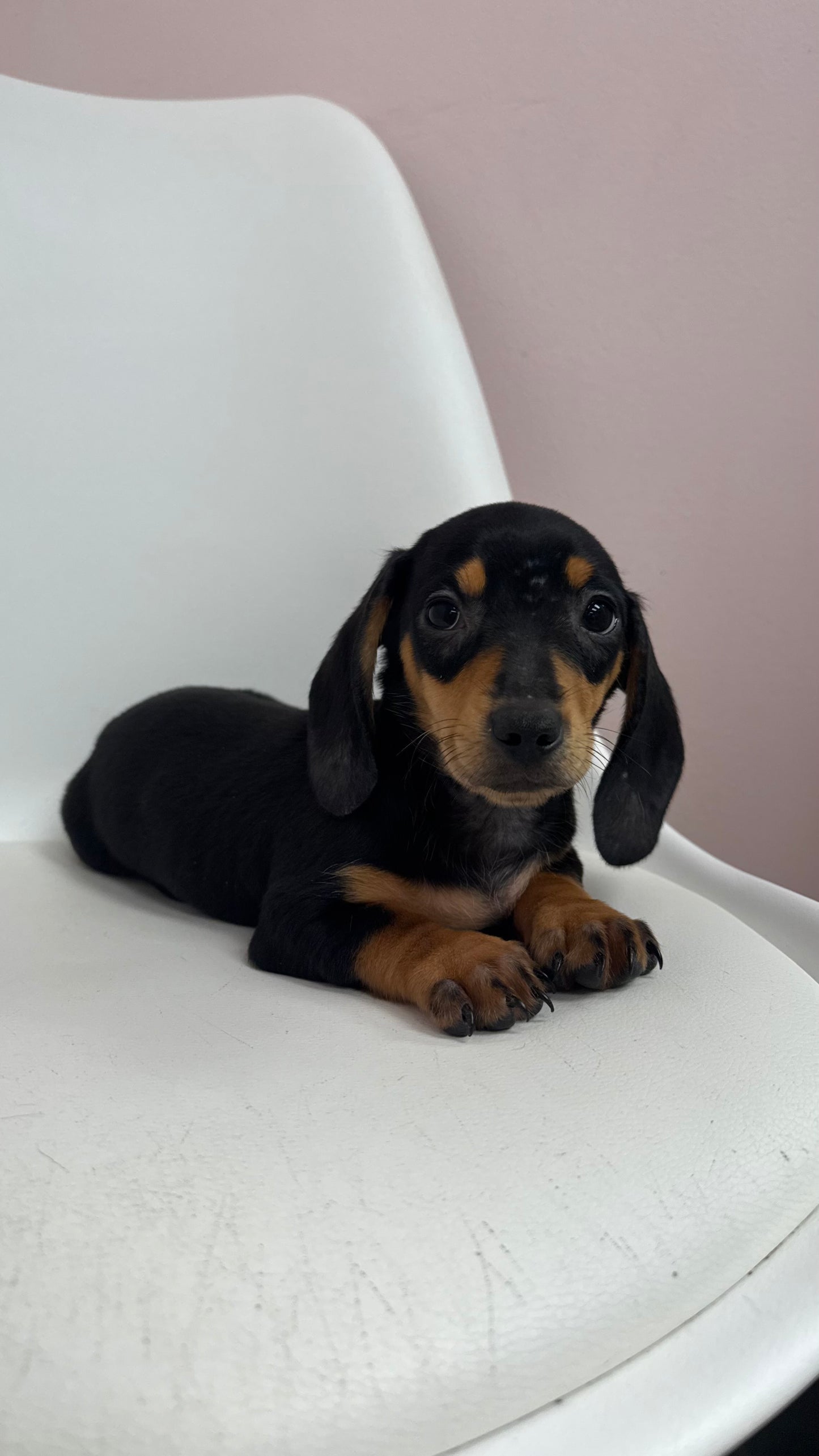 Reese- Male Mini Dachshund