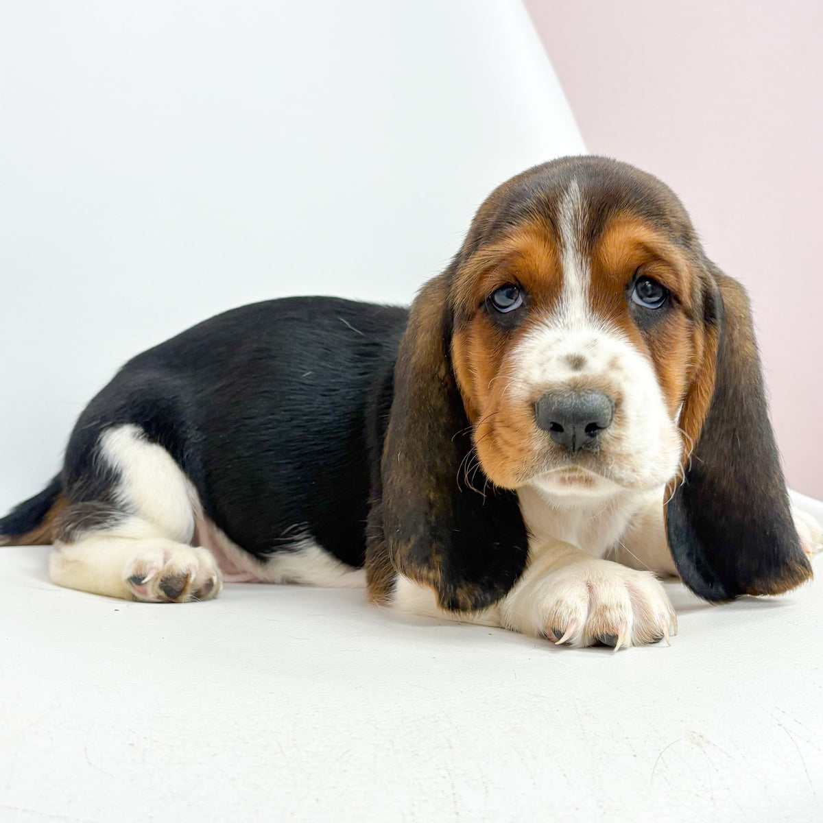 Cowboy- Male Basset Hoind