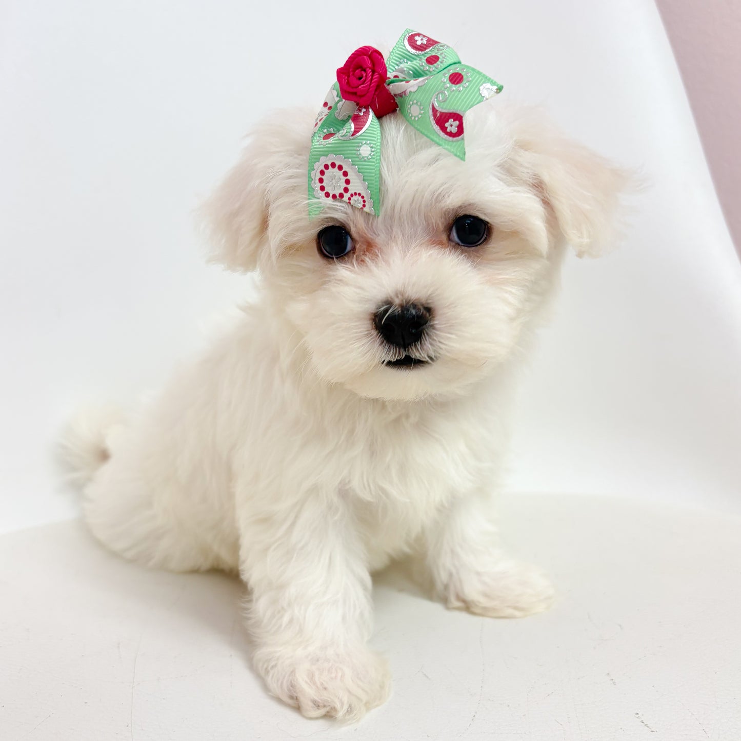 Paisley-Female Maltese
