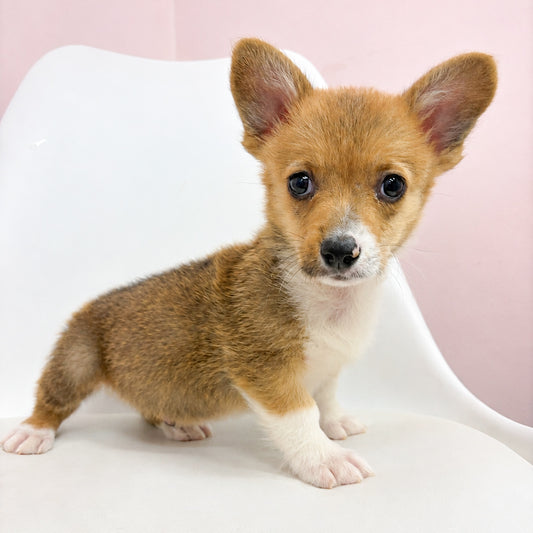 Austin- Male Auggie