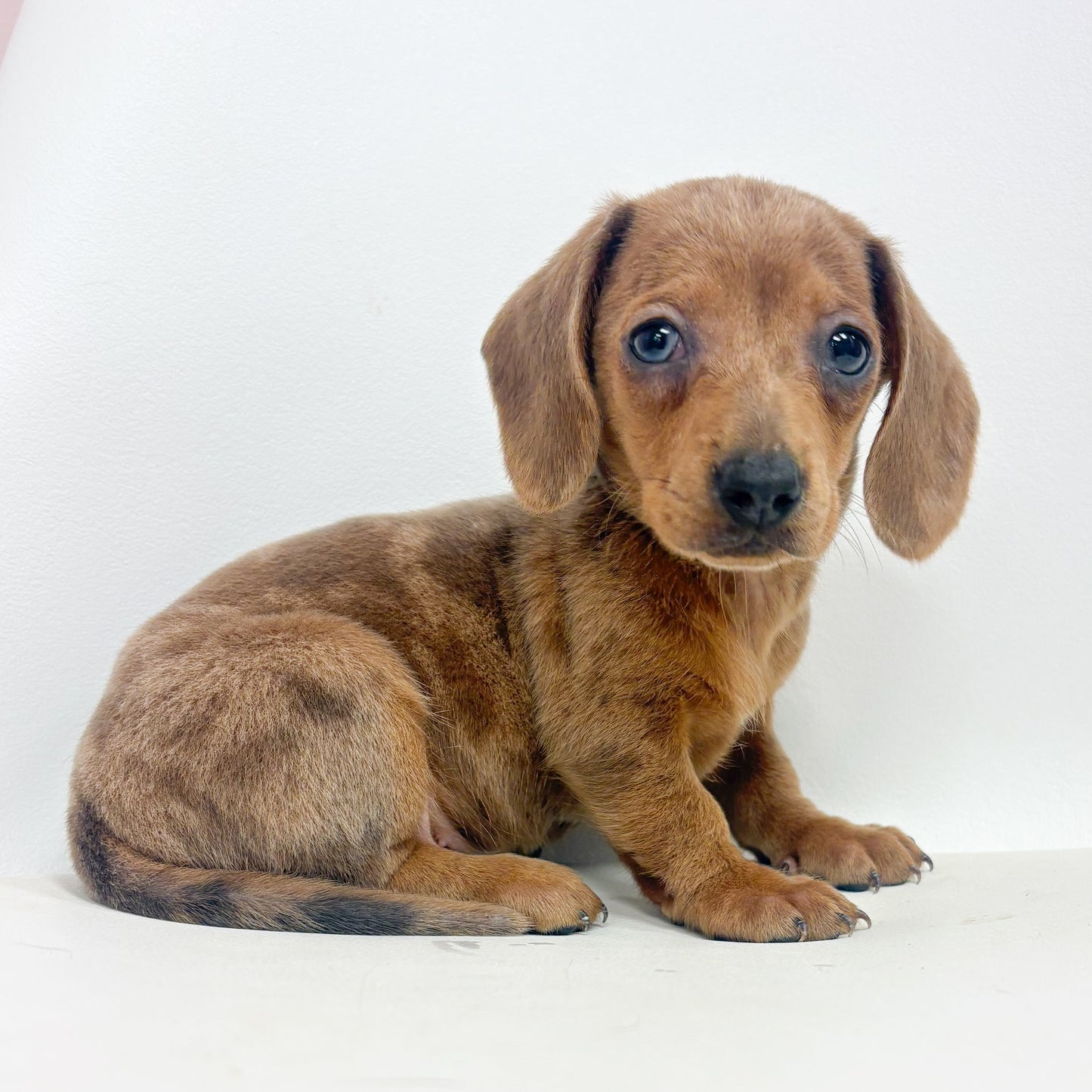 Dottie-Female Mini Dachshund
