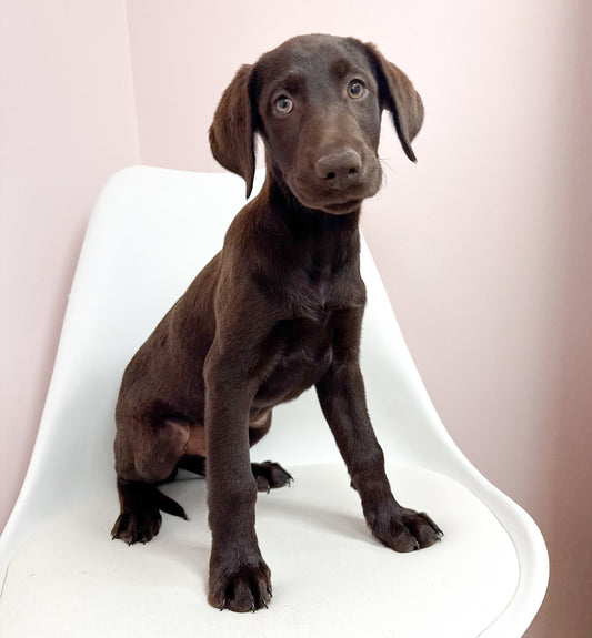 Clyde- Male Labrador Retriever