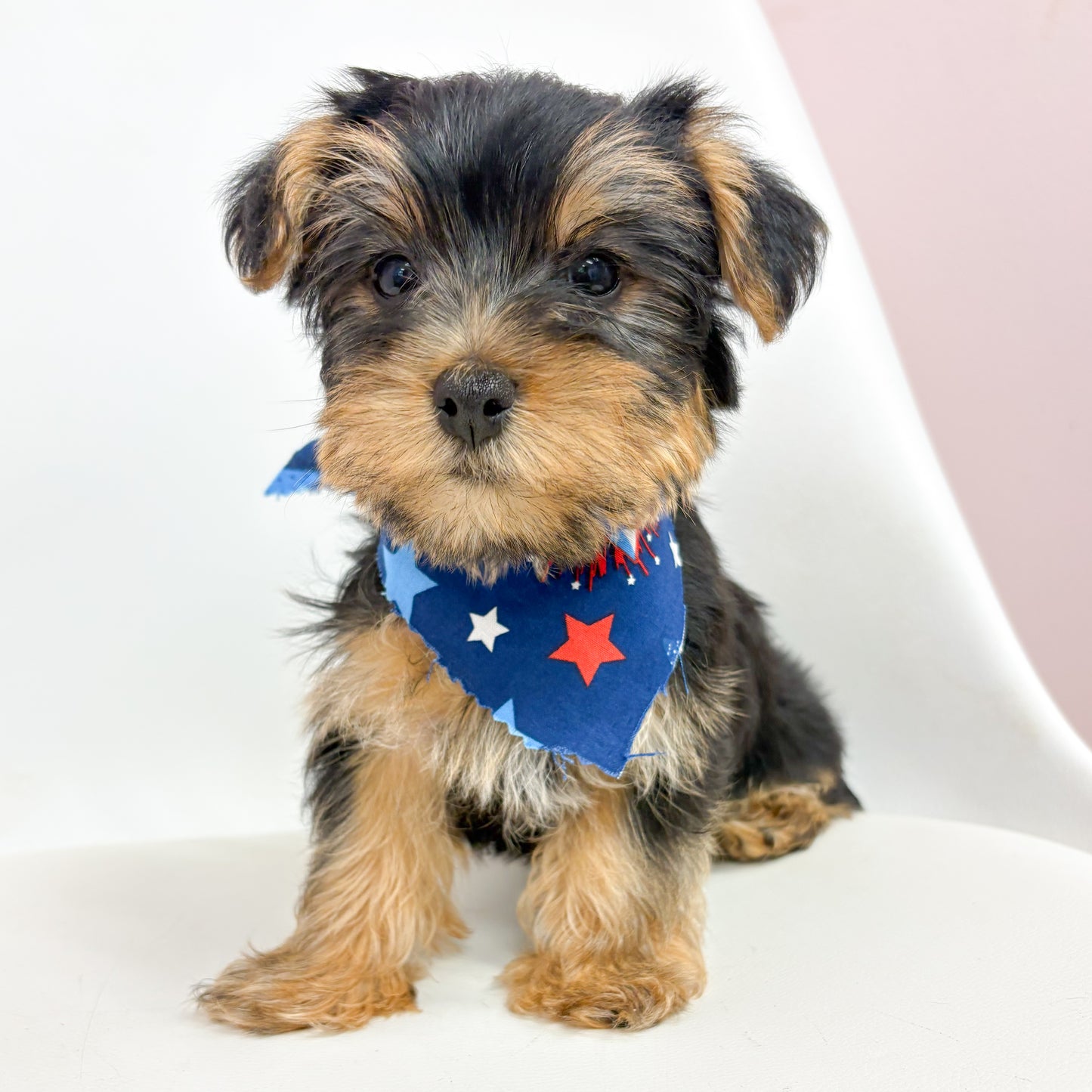 Louie- Male Yorkie