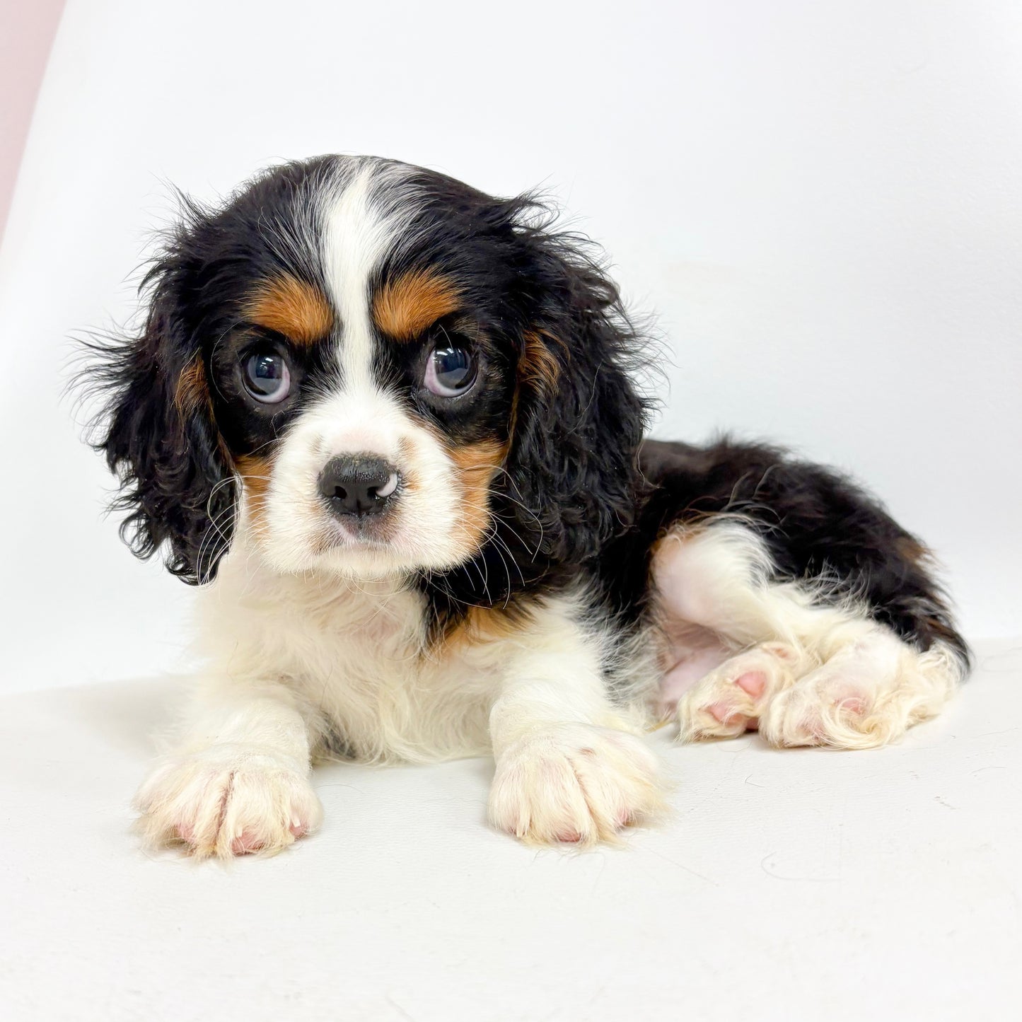 Gambit- Male Cavalier King Charles Spaniel