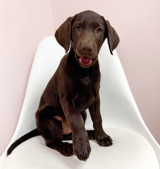 Bonnie- Female Labrador Retriever