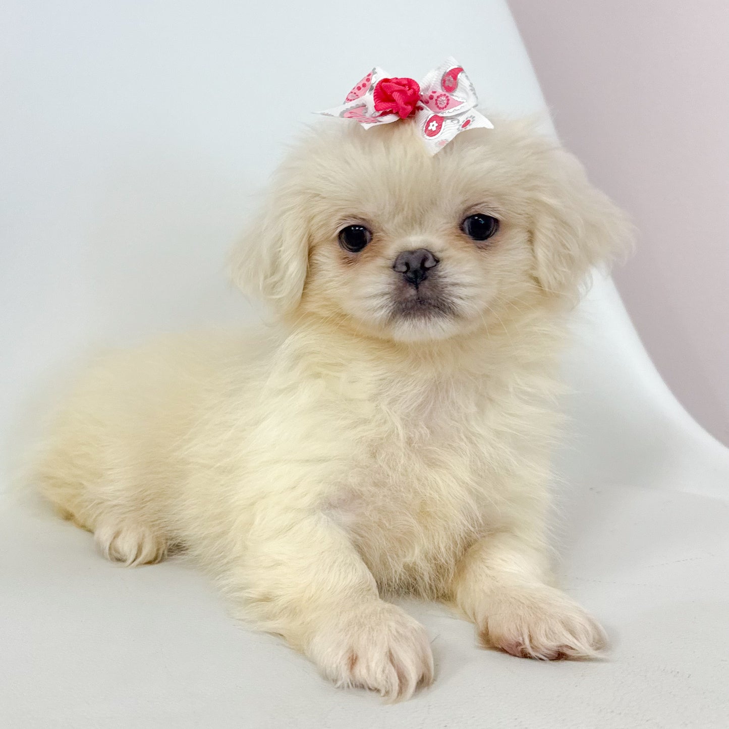 Petunia- Female Pekingese