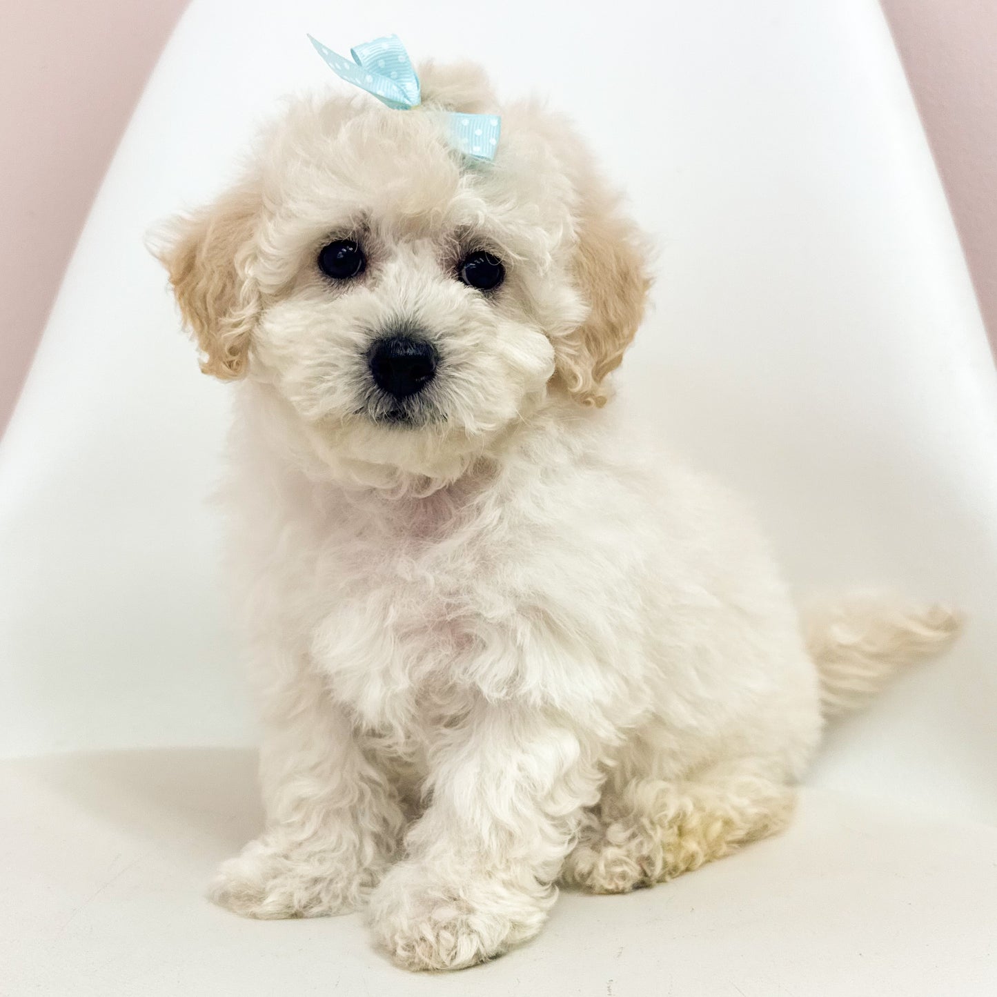 Muffin-Female Maltipoochon