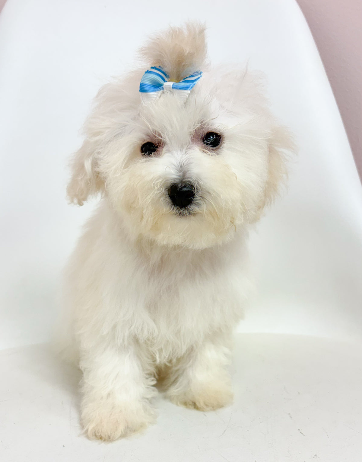 Honey- Female Bichon-poo