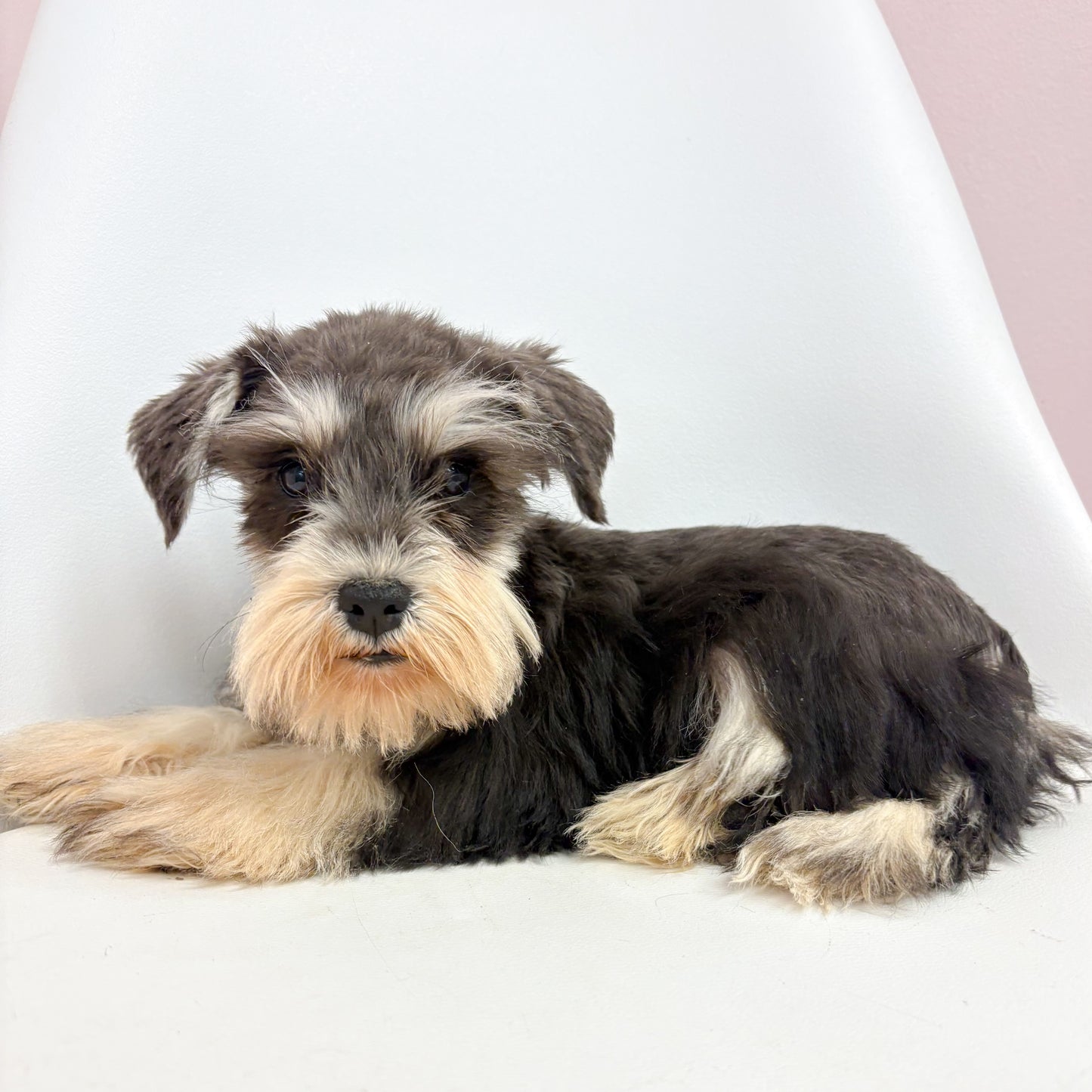 Winston-Male Mini Schnauzer