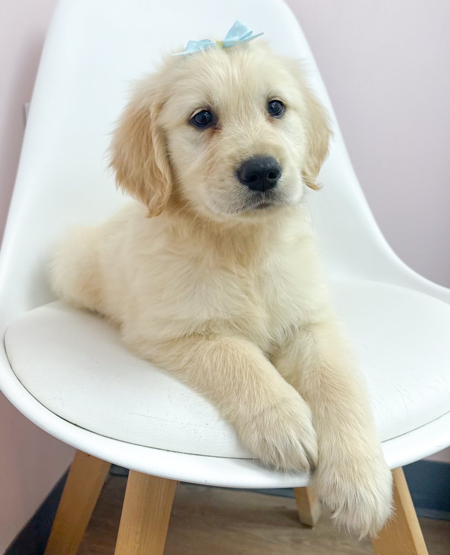 Darcy-Female Golden Retriever