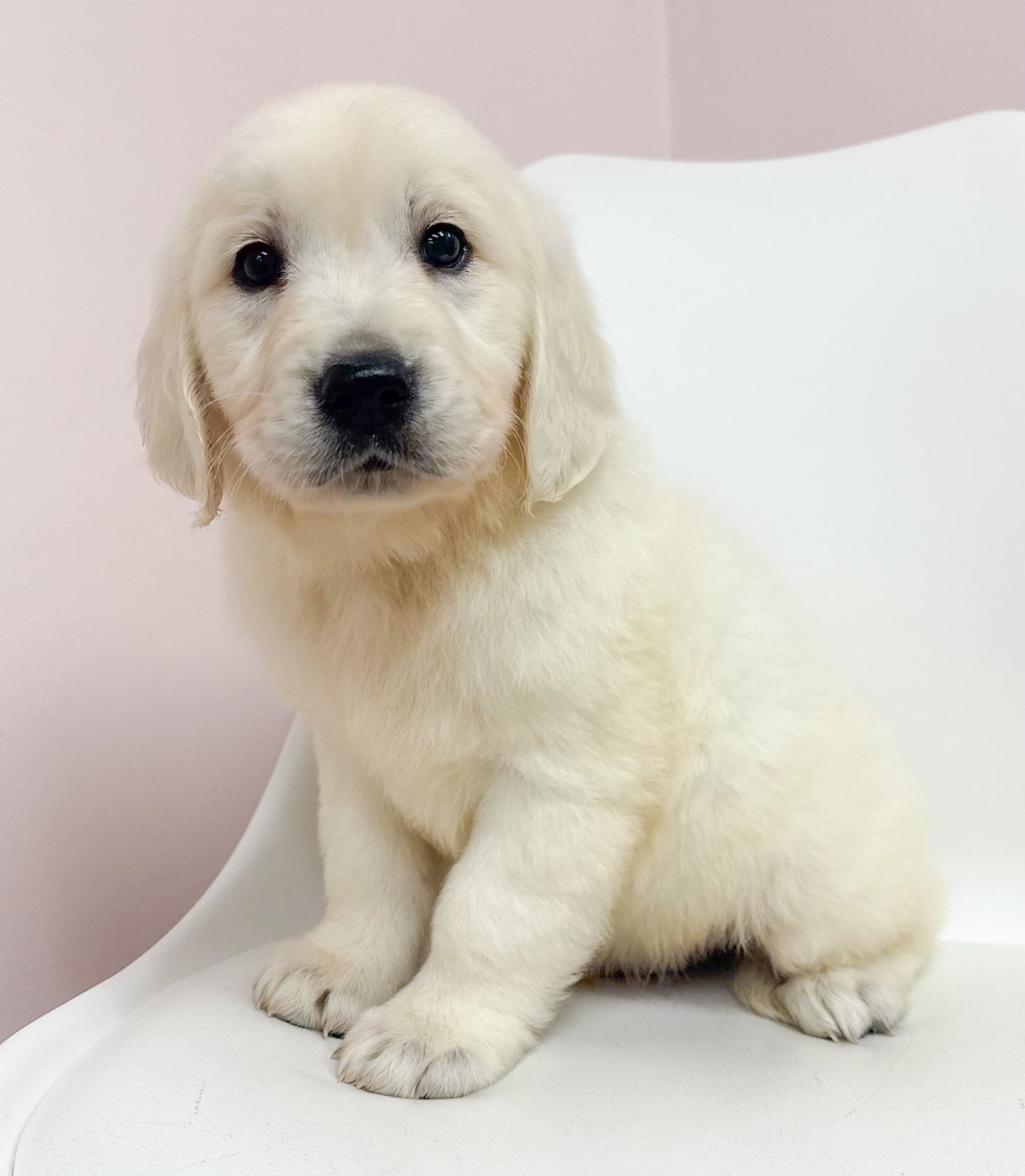 Walter-Male Golden Retriever
