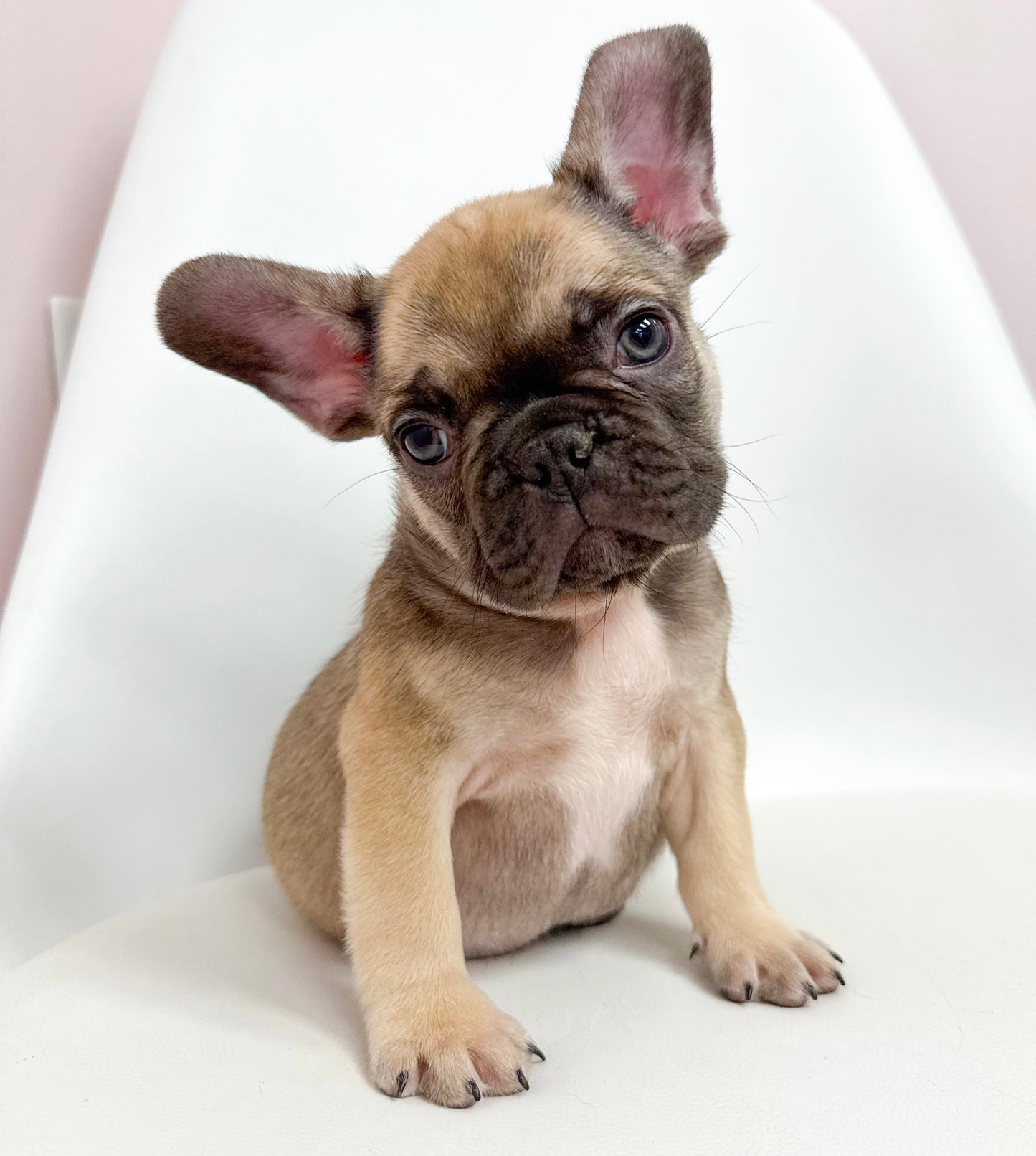 Gaston- Male French Bulldog