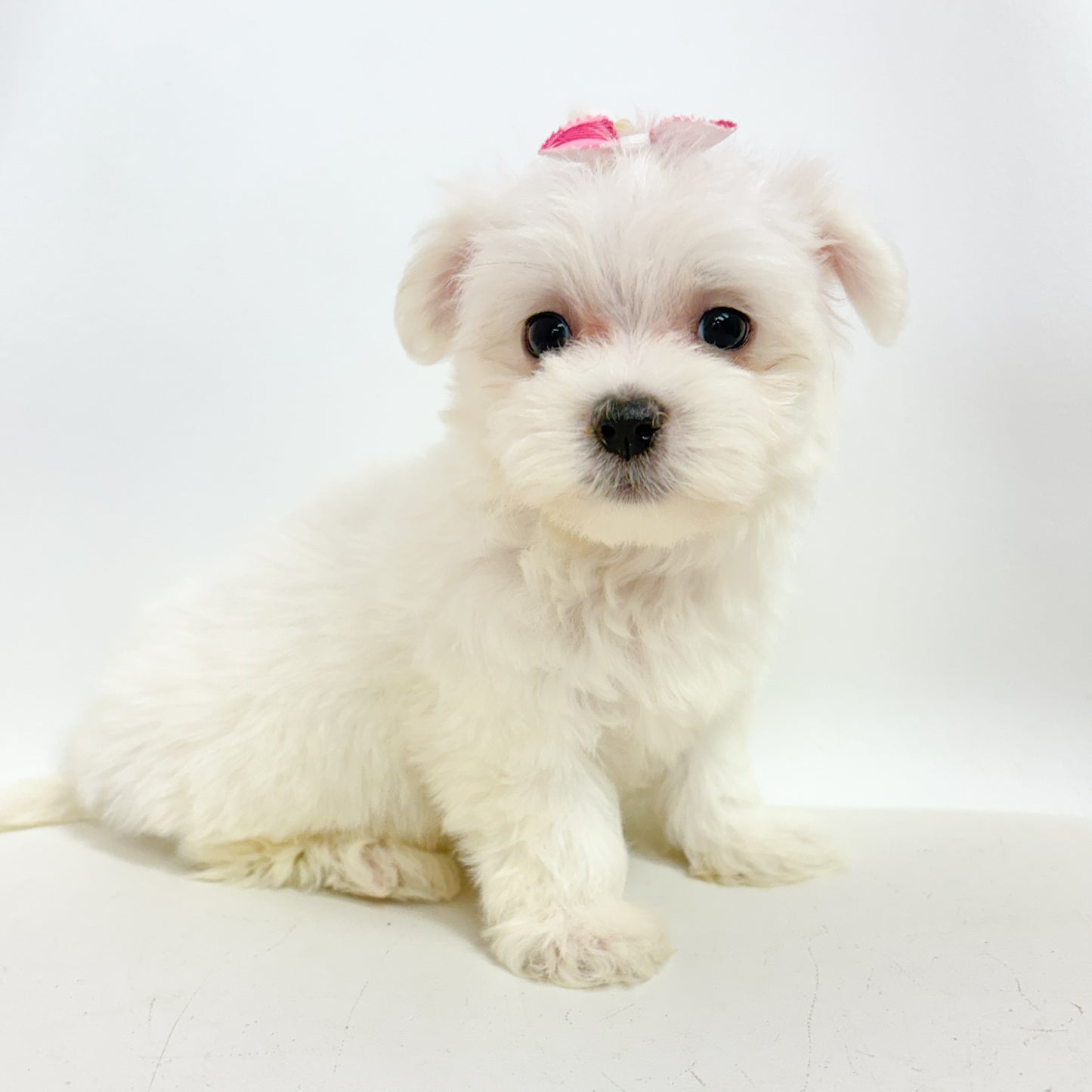 Mary-Female Maltese