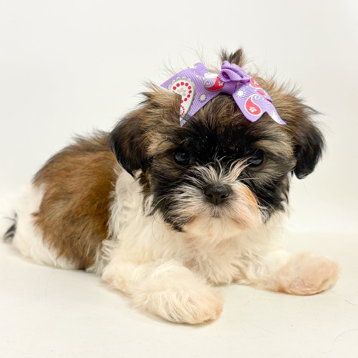 Pippa- Female Shih Tzu