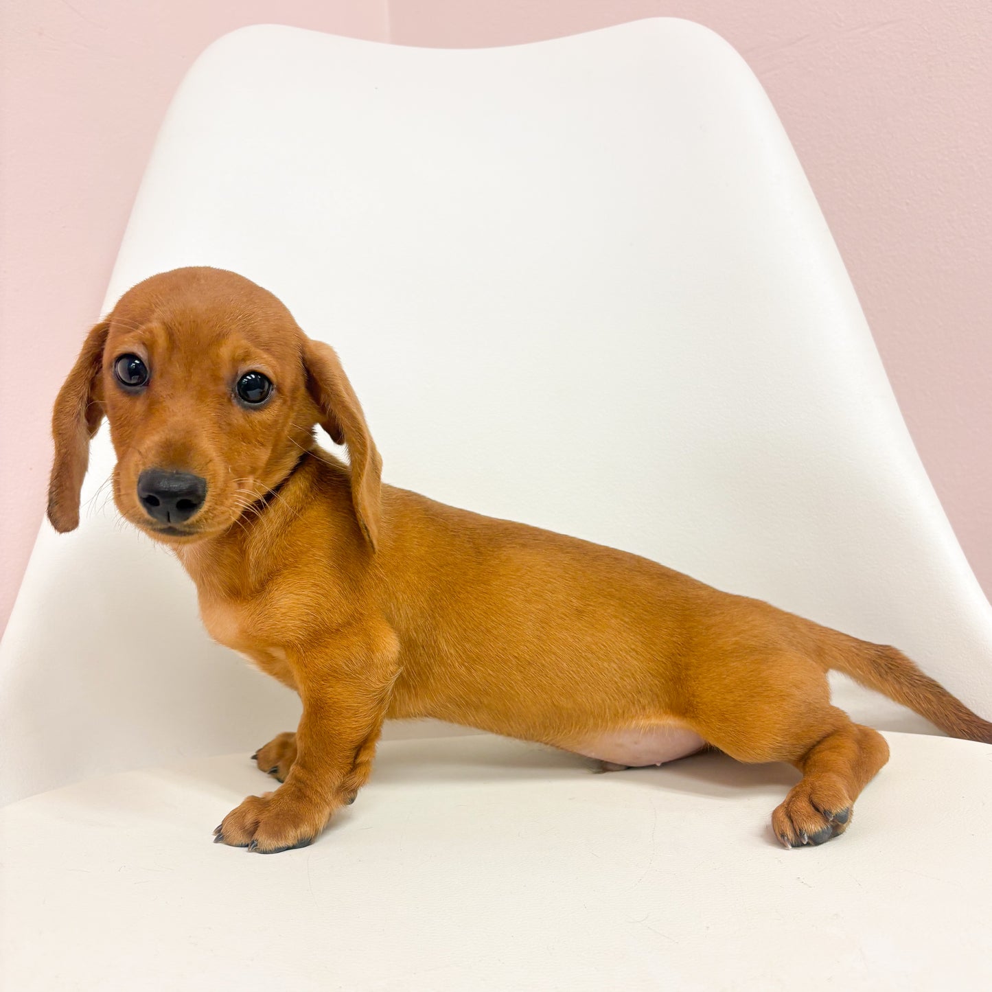 Oscar-Male Mini Dachshund