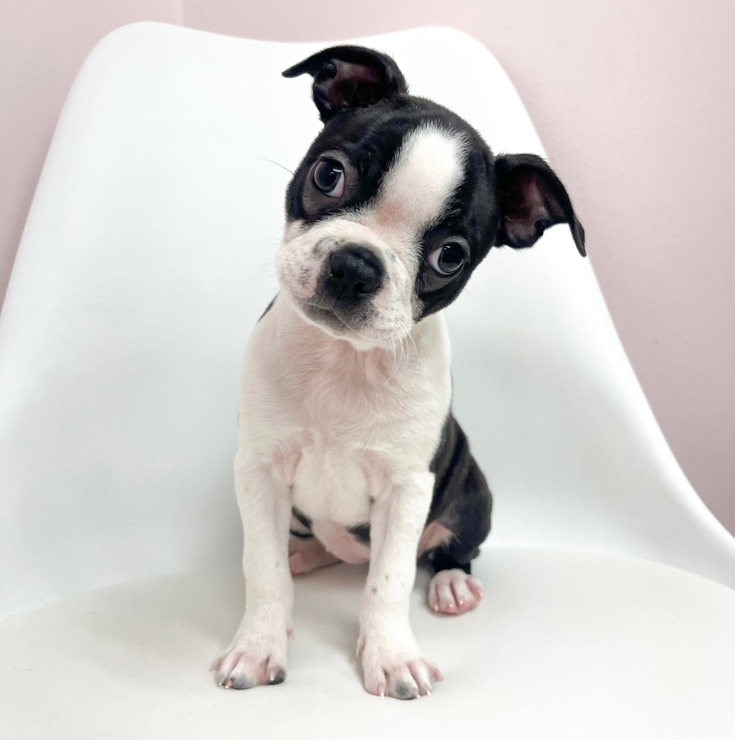 Daisy- Female Boston Terrier