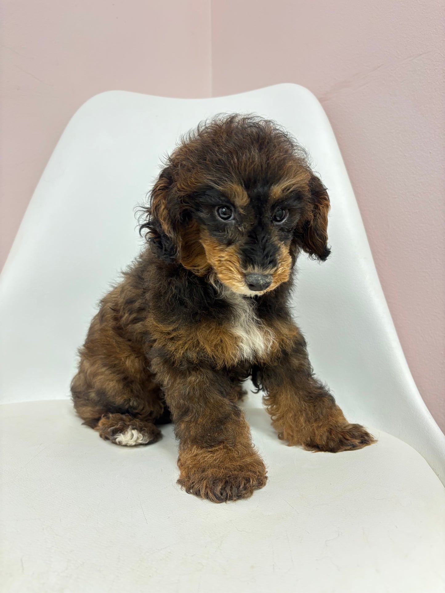 Romeo- Male Mini Poodle