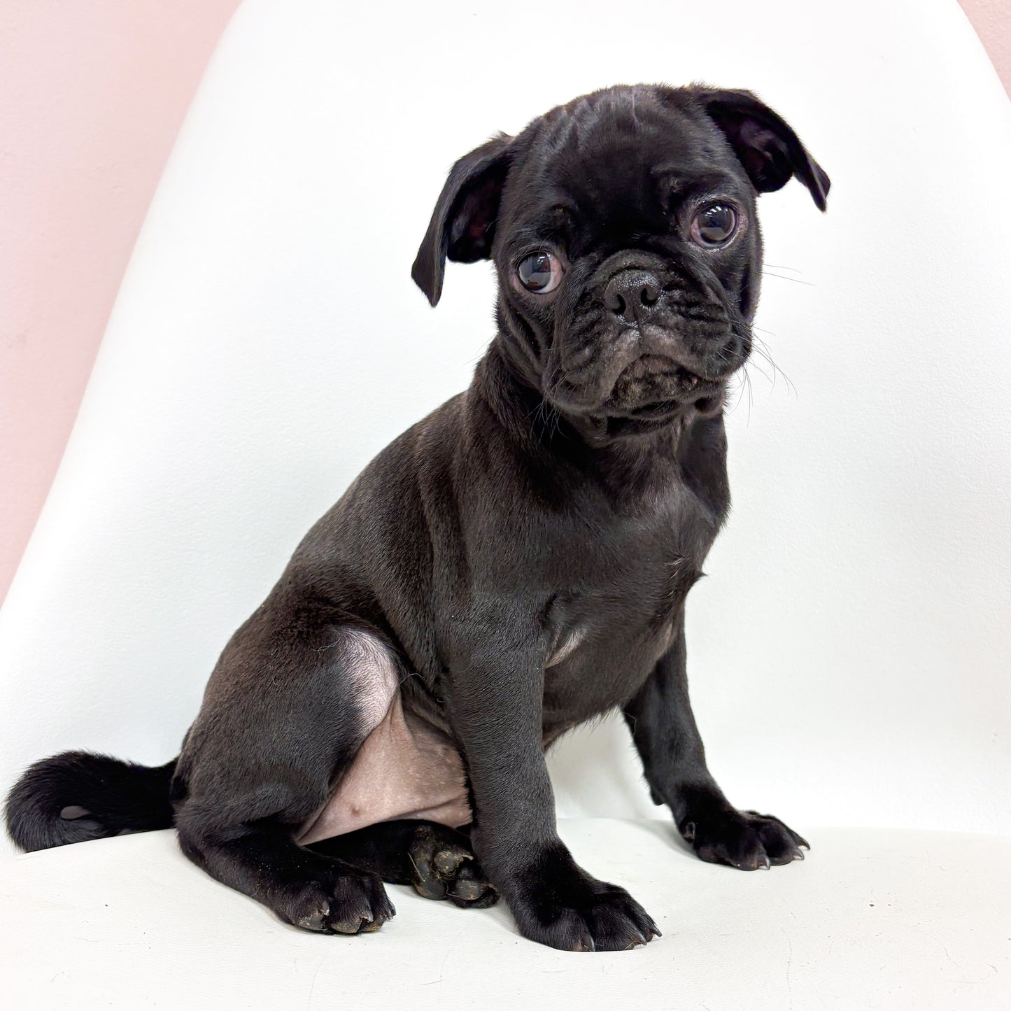 Petunia- Female Pug