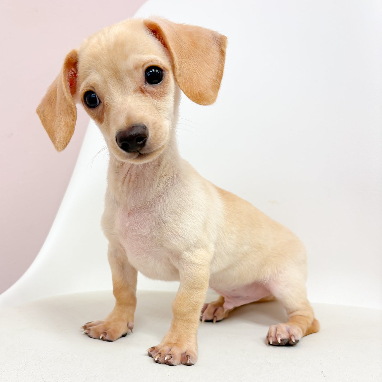 Cam- Male Chiweenie