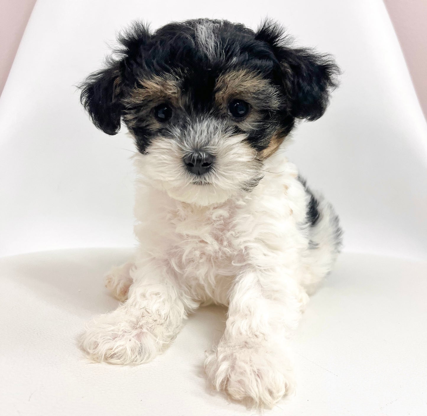 Conor- Male Yorkipoo