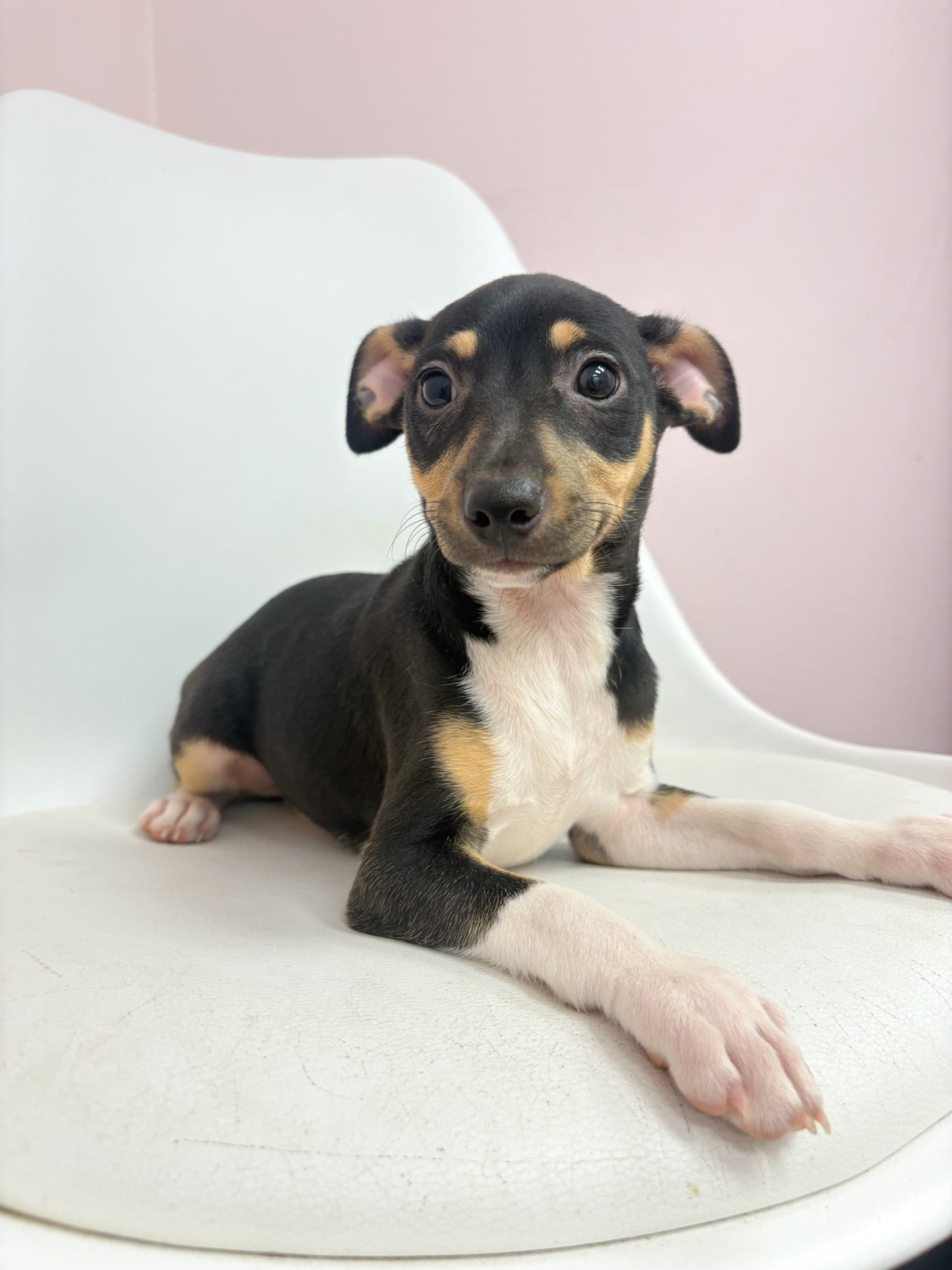 Rip- Male Rat Terrier