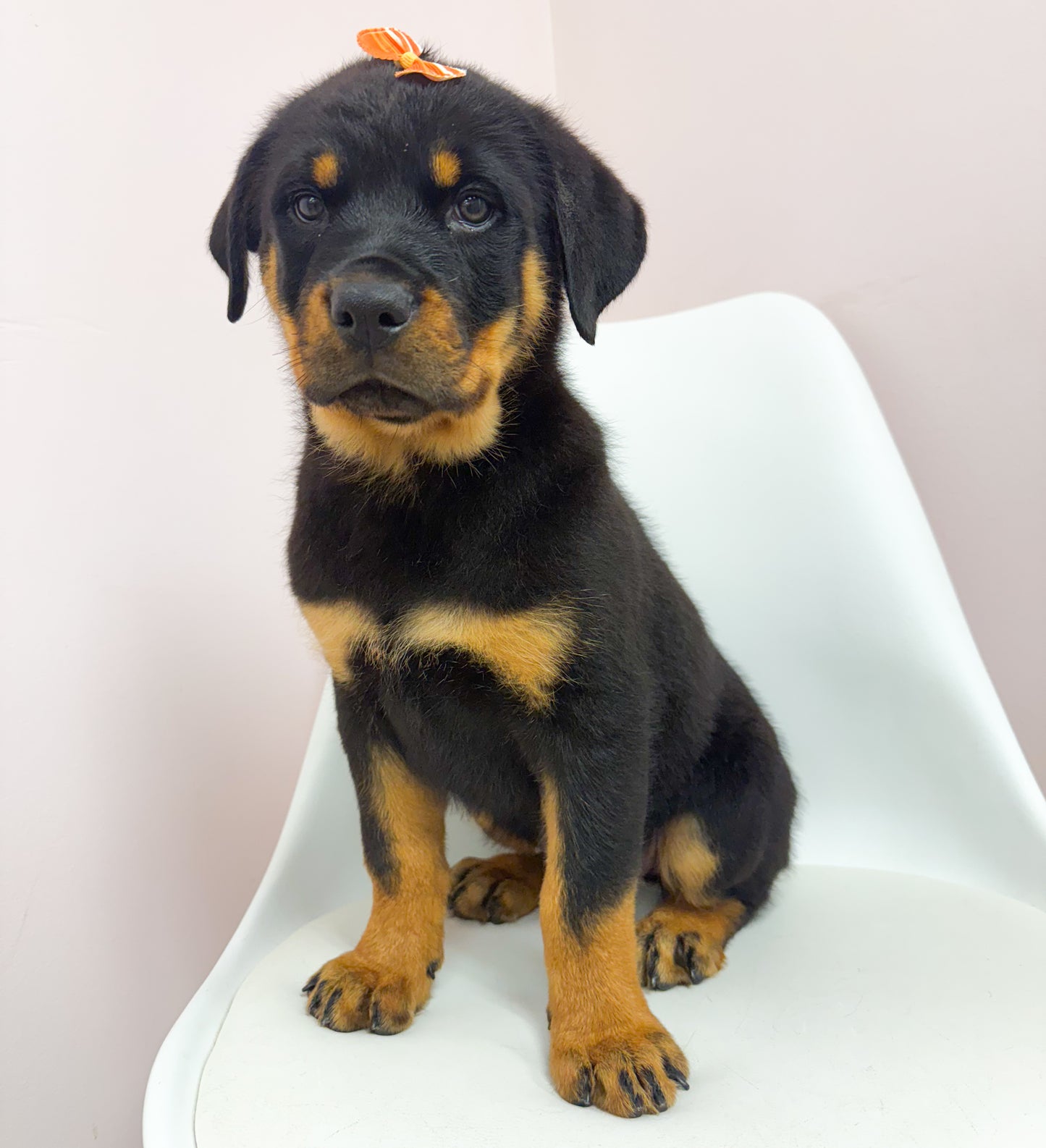Darla- Female Rottweiler