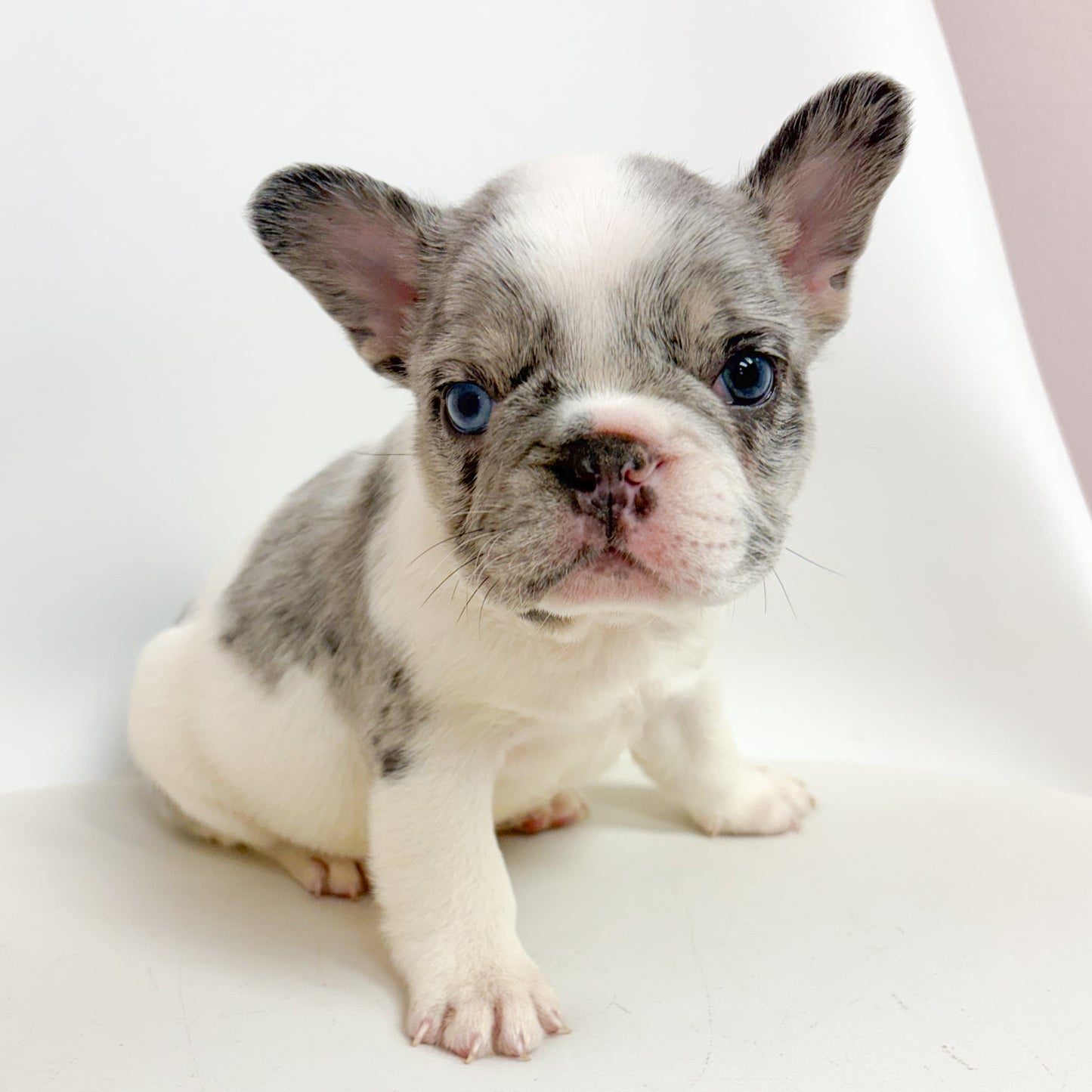 Lucky- Male French Bulldog