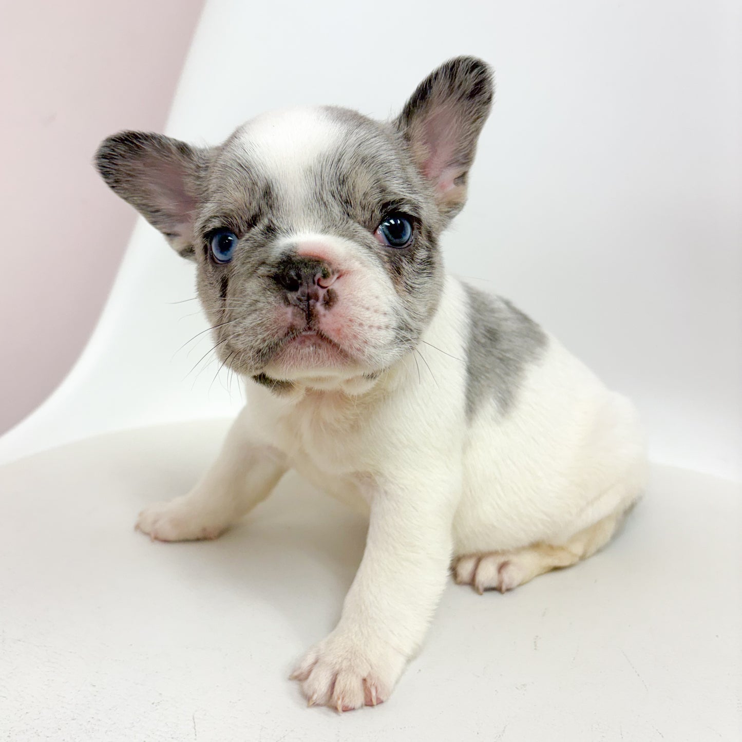 Lucky- Male French Bulldog