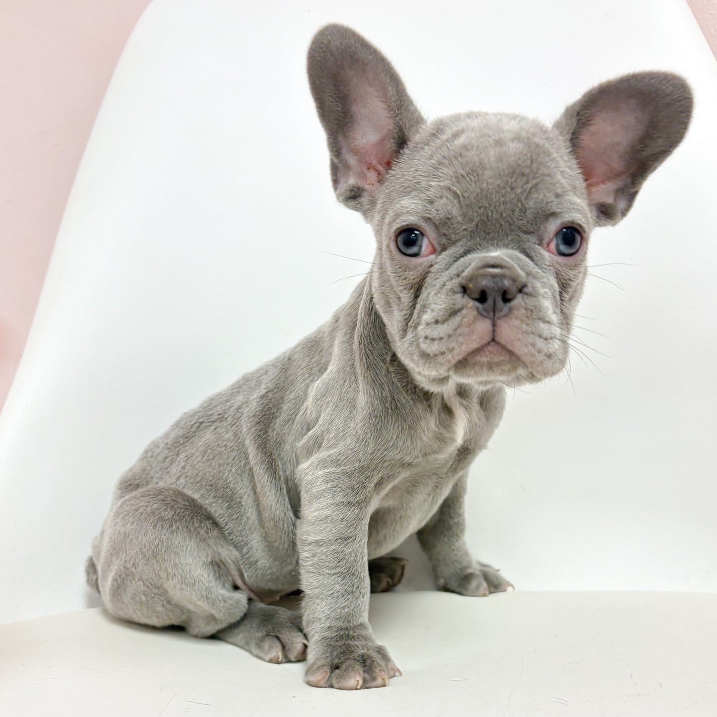 Isabella-Female French Bulldog
