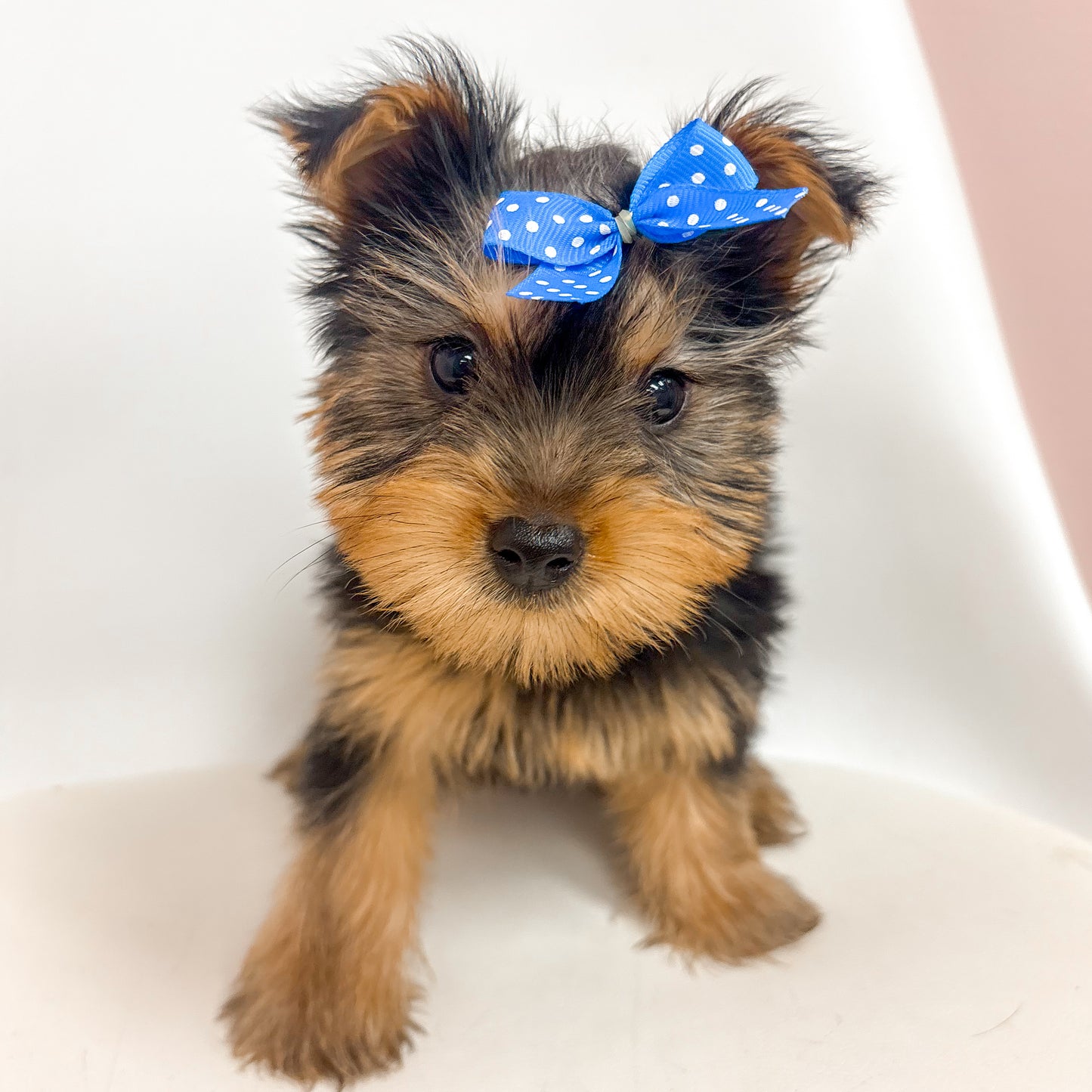 Zoey- Female Yorkie
