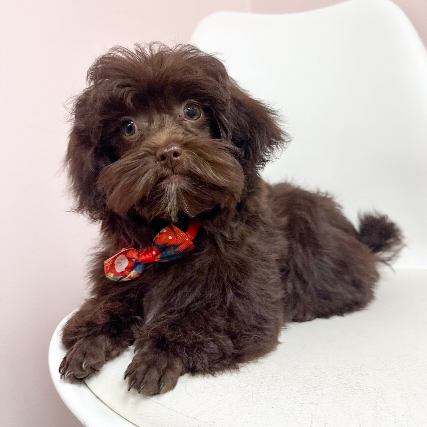 Mocha- Male Shipoo