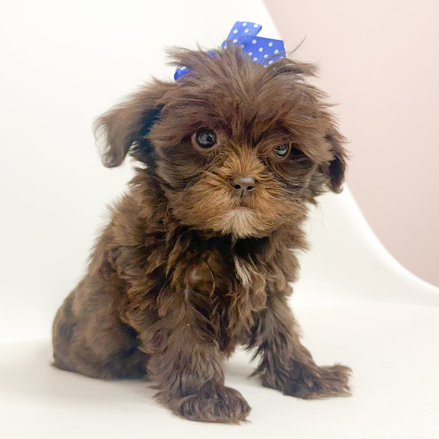 Lola-Female Shihpoo