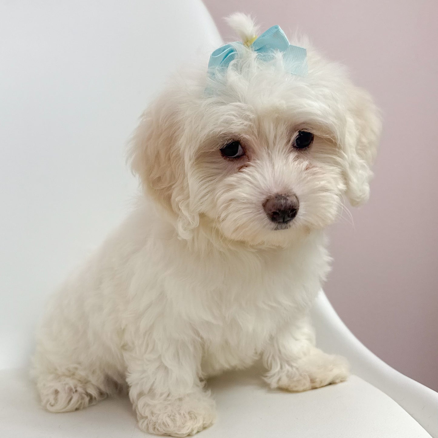 Clara- Female Maltipoo