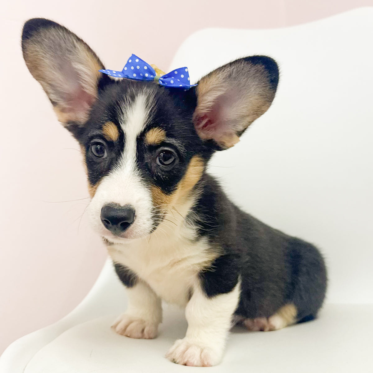 Josie- Female Pembroke Welsh Corgi