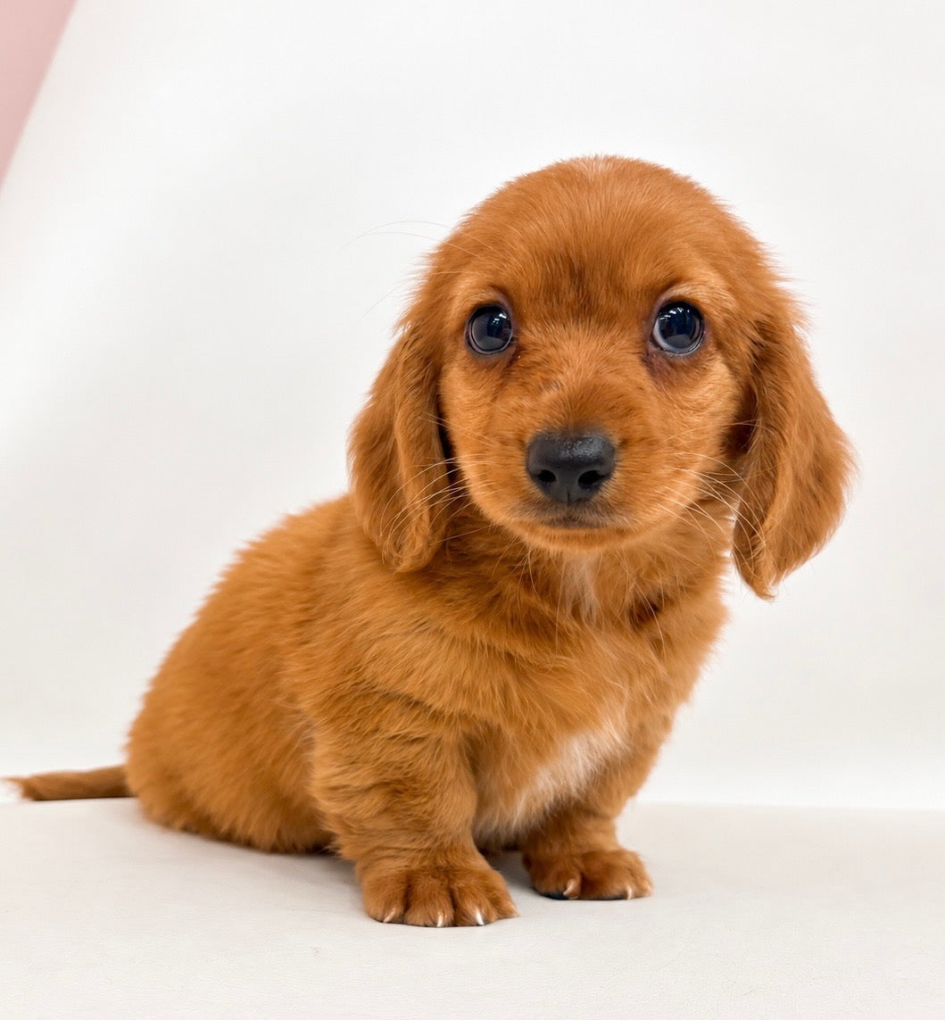 Rusty- Male Mini Dachshund