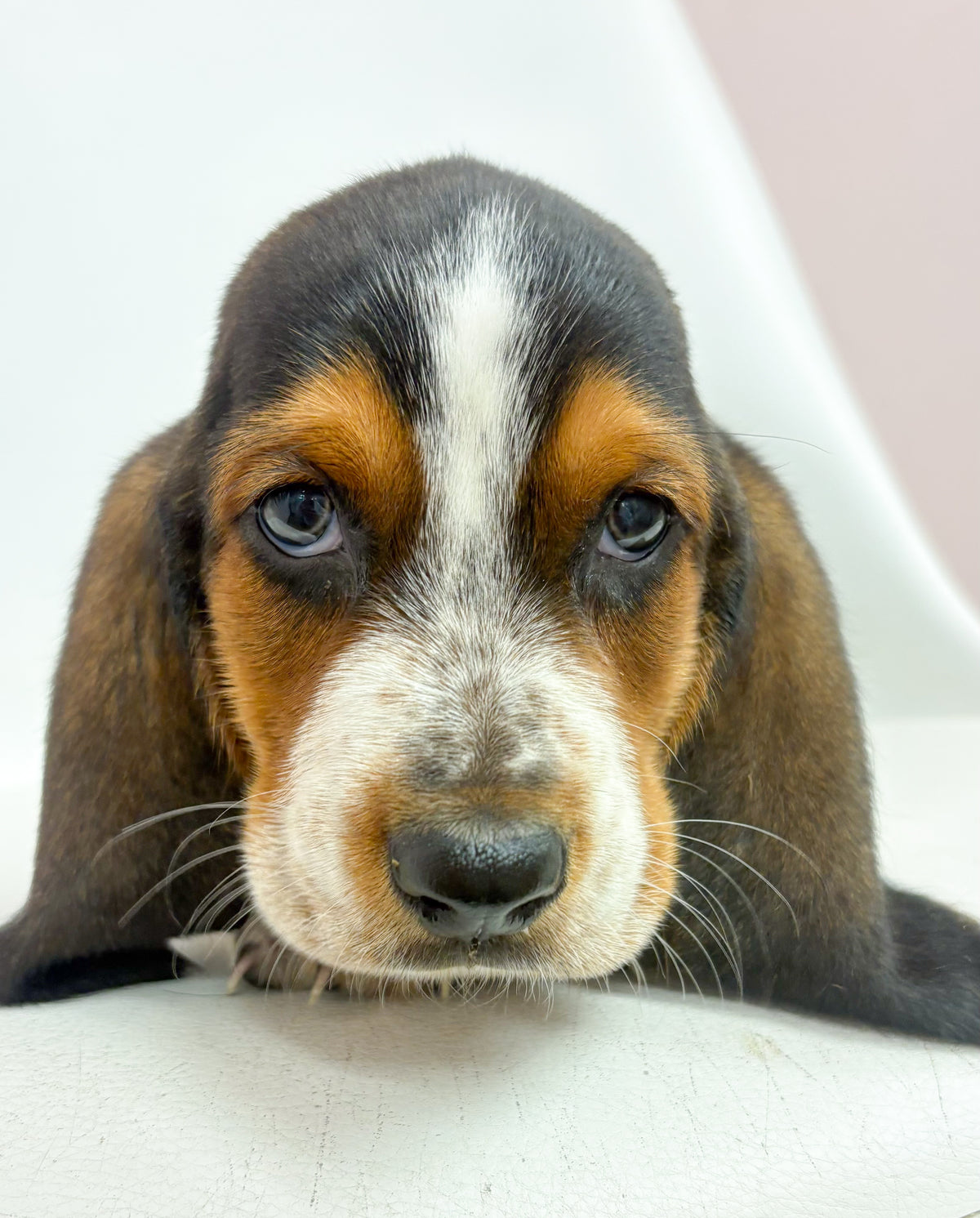Bingo- Male Basset Hound