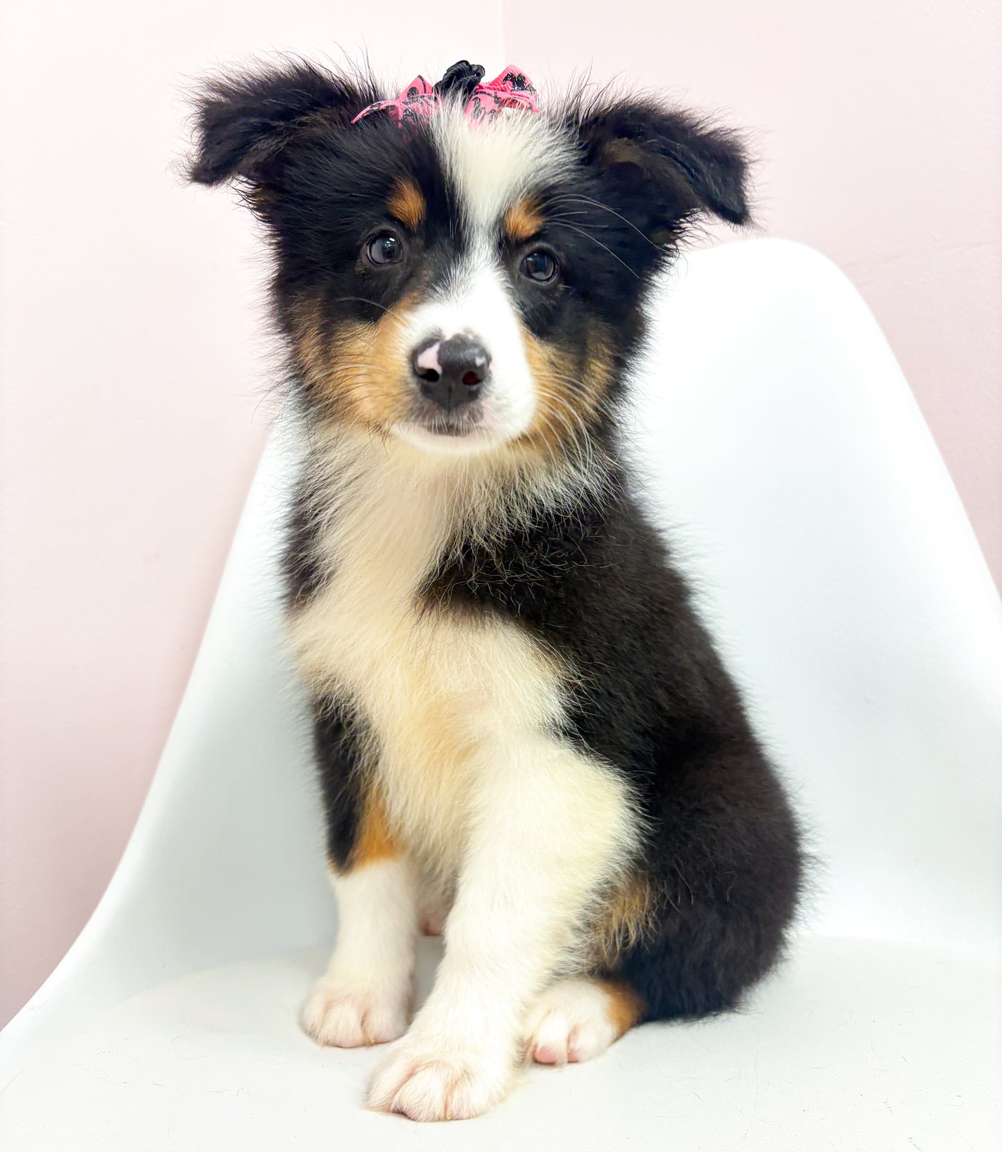 Nova- Female Australian Shepherd