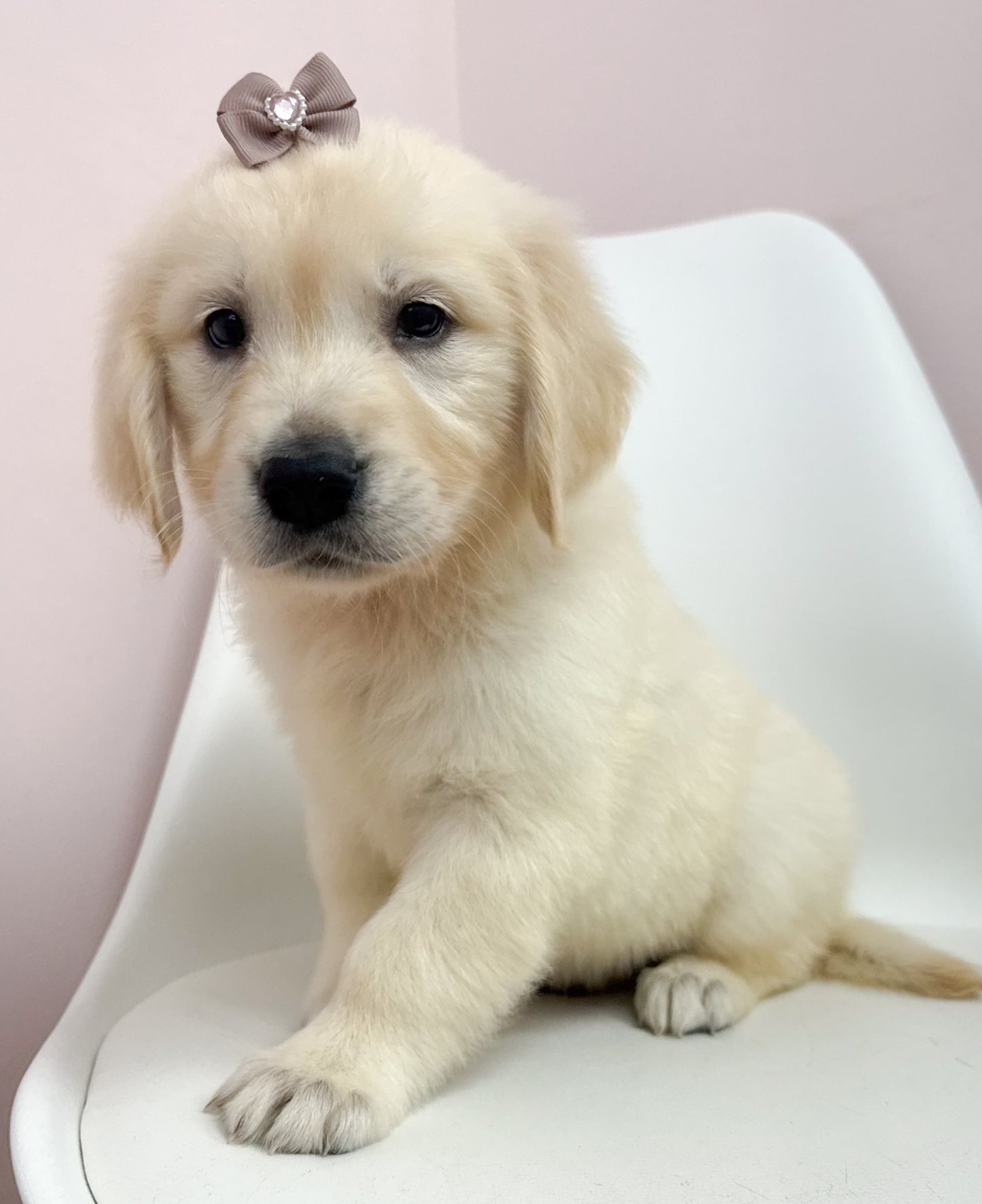 Josie-Female Golden Retriever