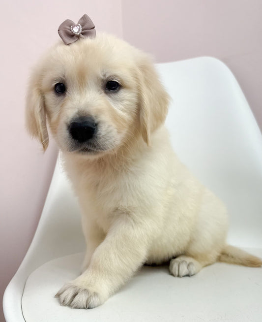 Josie-Female Golden Retriever