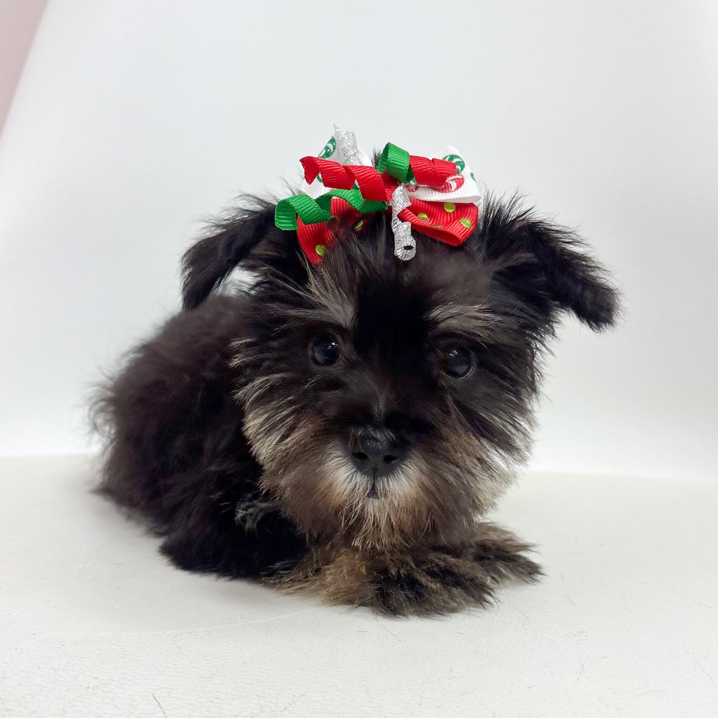 Fiona- Female Miniature Schnauzer