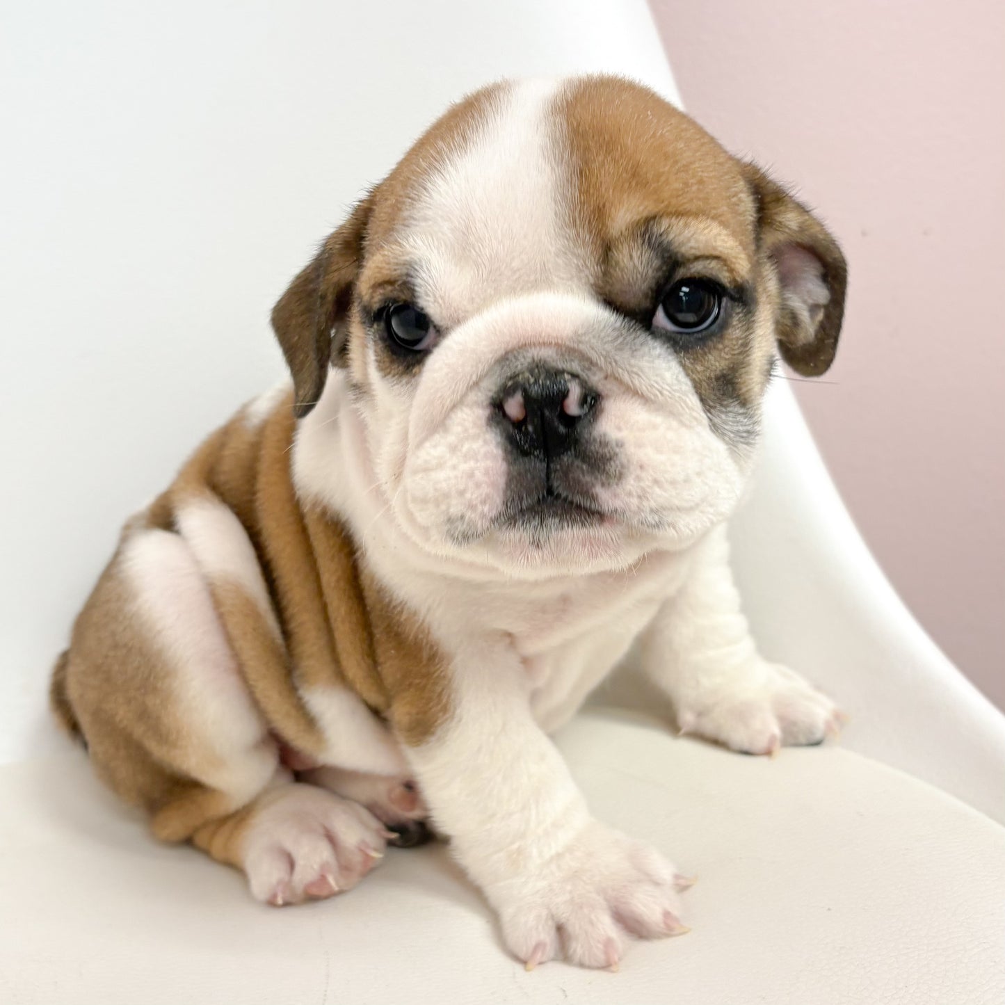 Delilah- Female English Bulldog