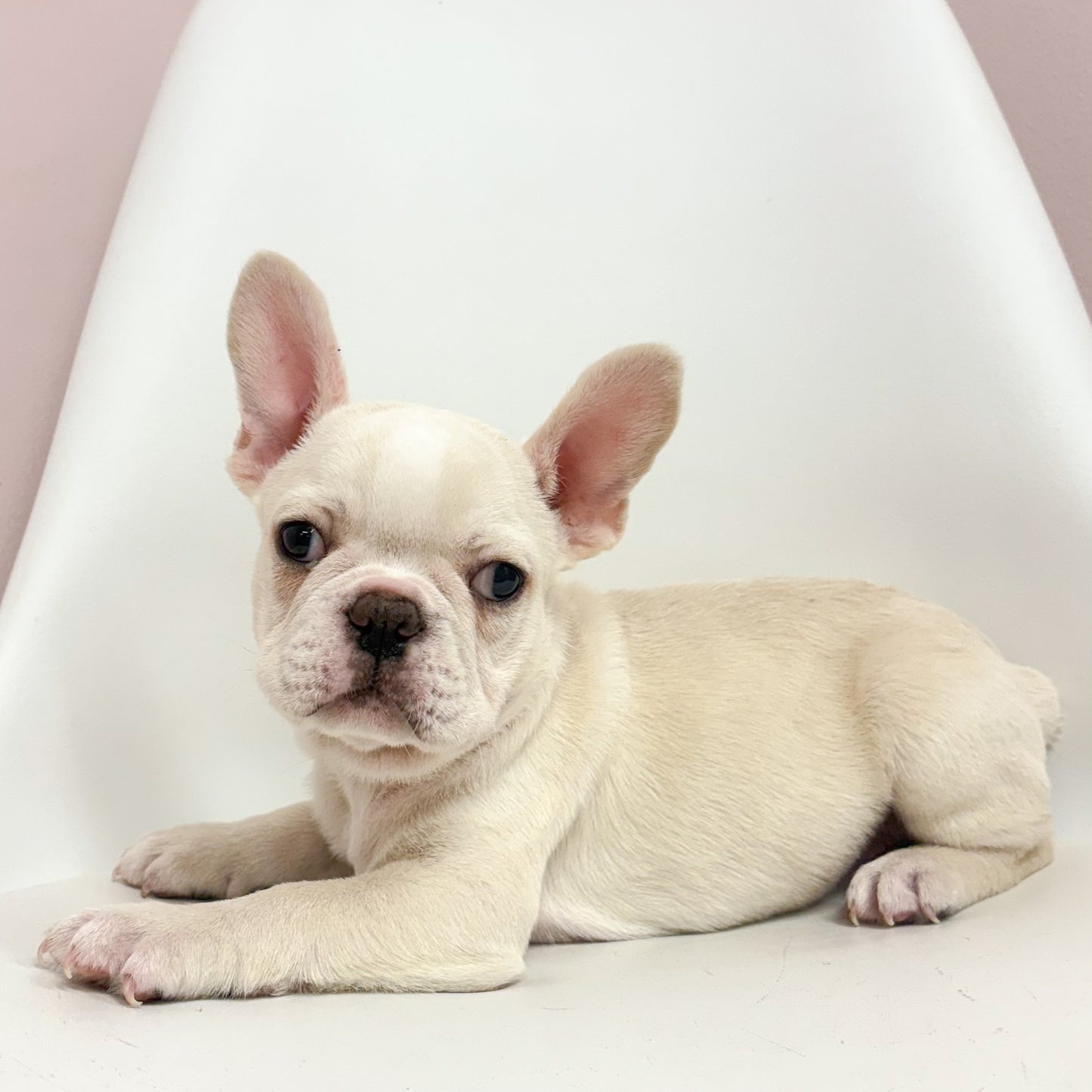 Lenny- Male French Bulldog