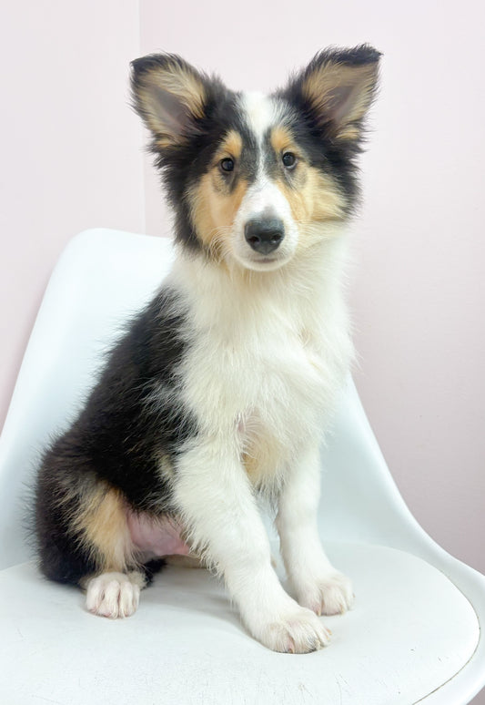 Wallace- Male Collie